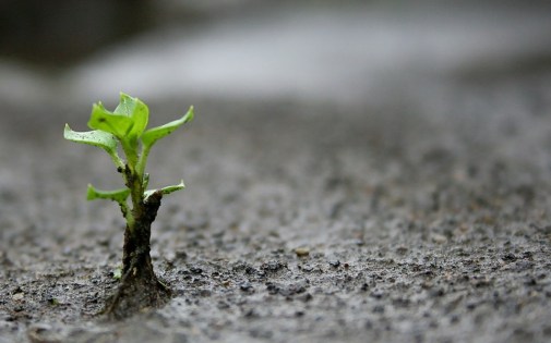 semilla-germinando-1-960x623